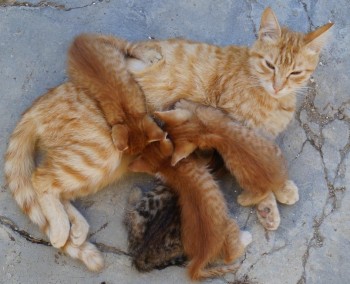 Любимая кошатинка  - DSC05972.JPG