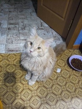 Любимая кошатинка  - BZYizzpmLXQ.jpg