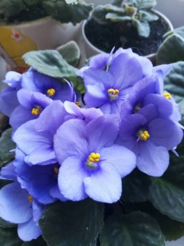 Наши цветы 2 - IMG_20190822_130638.jpg