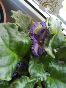 Наши цветы 2 - IMG_20190822_130644.jpg