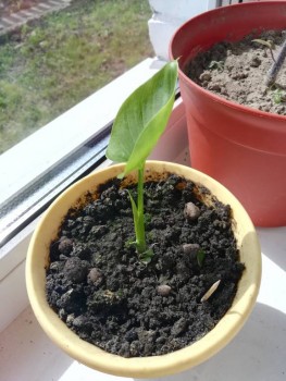 Наши цветы 2 - IMG_20190822_130739.jpg