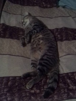 Любимая кошатинка  - IMG_20190829_001422.jpg