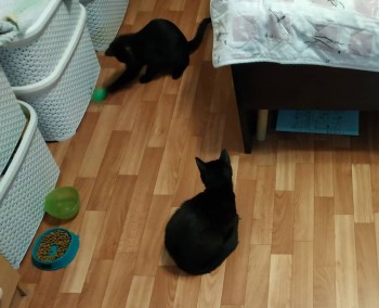 Любимая кошатинка  - IMG_20190908_170743.jpg