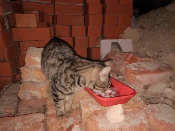 Любимая кошатинка  - IMG-86fc965dbffeb2b4ba5f60a7cea401bf-V.jpg