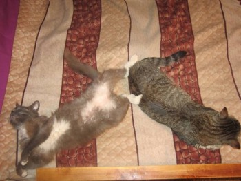 Любимая кошатинка  - кошки.jpg