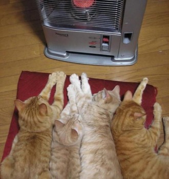 Любимая кошатинка  - Cd50VyGylY8.jpg