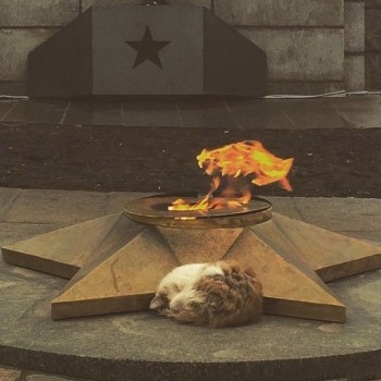 Любимая кошатинка  - fhDHTbEcDnw.jpg