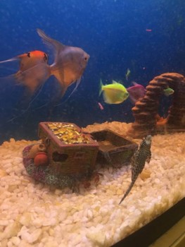 Аквариум. - 35AD8ED9-7F67-457F-8CE5-B26BC287E73C.jpeg