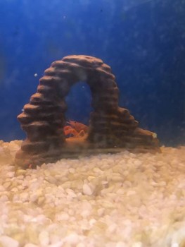 Аквариум. - 11953194-EC29-4C0A-97CE-F40639502491.jpeg