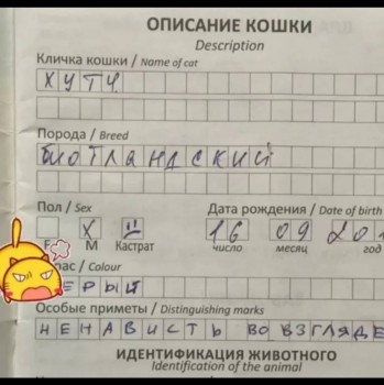 Страшнее кошки зверя нет  - IMG_20191008_192132.jpg