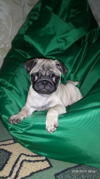 Можно быть толстой  и красивой