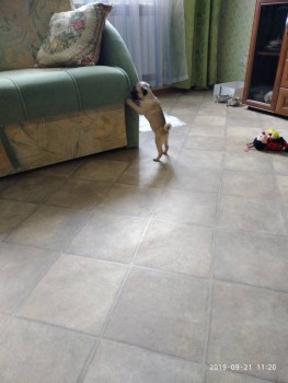 Придется завести собаку... - P90921-112052.jpg