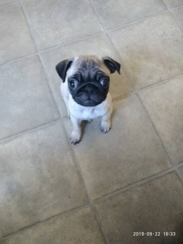 Придется завести собаку... - P90922-163336.jpg