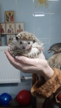 Завела я ёжика  - IMG-96fe6b741e32605bef97eda3ef168825-V.jpg