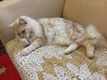 Василиса(Вася)