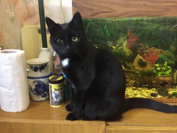 Дуся(найденыш вырос)