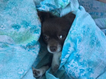 Виктория не хочет просыпаться