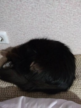 Заболел кот - IMG_20191102_192811.jpg