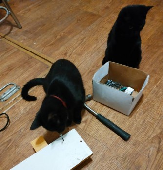 Любимая кошатинка  - IMG_20191105_171028.jpg