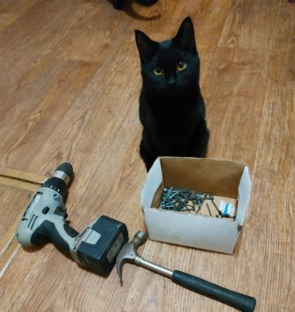 Любимая кошатинка  - IMG_20191105_170935.jpg