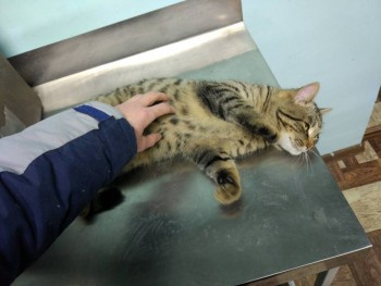 Любимая кошатинка  - IMG-0667b2ab972caee8e3c437c15cdedcb3-V.jpg