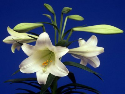 Через какое время ваш будущий супруг предложил пожениться? - Всех благ!.jpg