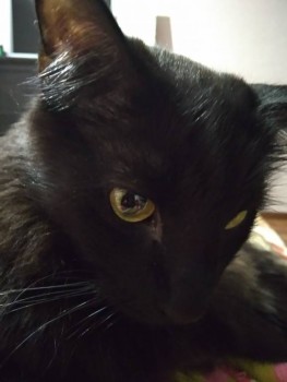 Я потеряла своего питомца  - IMG_20191114_175435.jpg