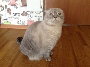 Отдали кошку, теперь жалею - 2019-10-02-j08.jpg