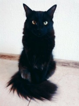 Я потеряла своего питомца  - AfB-G2D9FZs.jpg