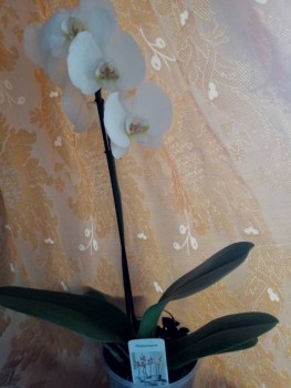 Орхидеи. - P91207-101458.jpg