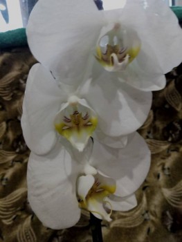 Орхидеи. - P91209-111053.jpg