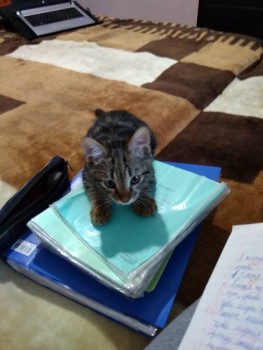 Любимая кошатинка  - IMG_20191209_150721.jpg