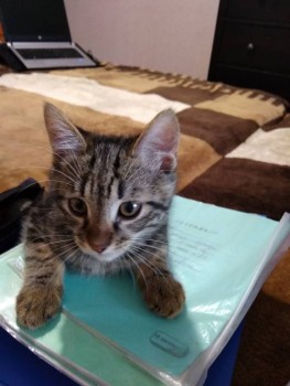 Любимая кошатинка  - IMG_20191209_151100.jpg