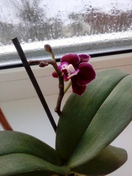 Орхидеи. - IMG_20191214_091747.jpg