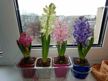 Наши цветы 2 - P91216-134115.jpg