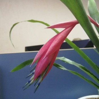 Наши цветы 2 - itaikrCpeDQ.jpg