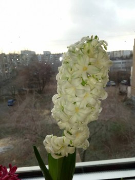 Наши цветы 2 - P91219-155938.jpg