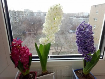 Наши цветы 2 - P91219-160023.jpg