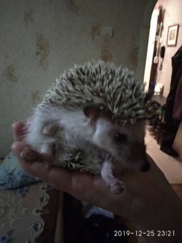 Завела я ёжика  - IMG_20191225_232156.jpg