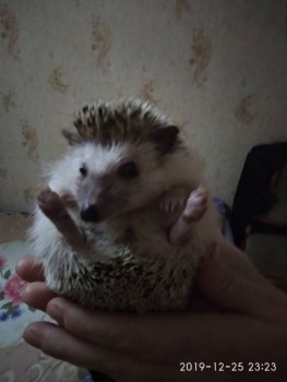 Завела я ёжика  - IMG_20191225_232305.jpg