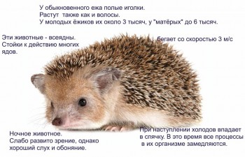 Завела я ёжика  - Приложение-№123_обработано.jpg