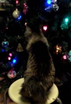 Любимая кошатинка  - IMG_20191231_210536.jpg