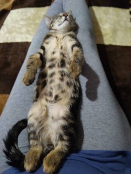 Любимая кошатинка  - IMG_20200105_214415.jpg