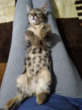 Любимая кошатинка  - IMG_20200105_213938.jpg