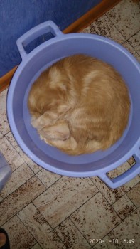 Любимая кошатинка  - Mx_YCh9-S6E.jpg