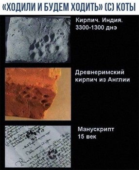 Любимая кошатинка  - PNcgK3ZChfE.jpg