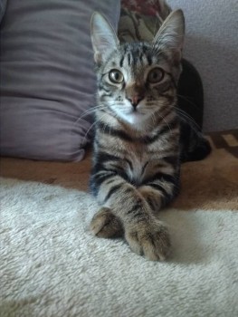 Любимая кошатинка  - -CQRKL7ttCI.jpg