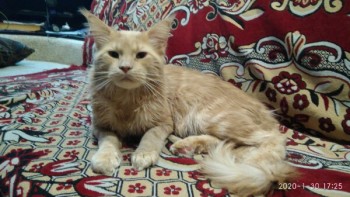 Любимая кошатинка  - RKYiNH2EW3g.jpg