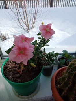 Наши цветы 2 - IMG_20200214_151406.jpg