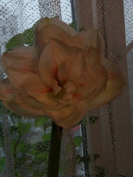 Капельки добра - IMG_20200301_172543.jpg